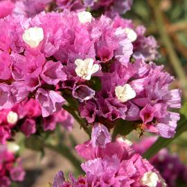 Fotografia da espécie Limonium sinuatum