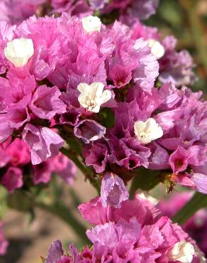 Fotografia 7 da espécie Limonium sinuatum no Jardim Botânico UTAD