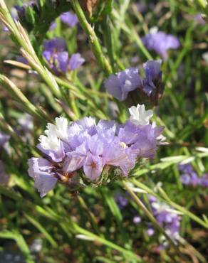 Fotografia 8 da espécie Limonium sinuatum no Jardim Botânico UTAD