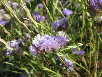 Fotografia da espécie Limonium sinuatum