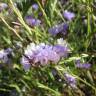 Fotografia 8 da espécie Limonium sinuatum do Jardim Botânico UTAD