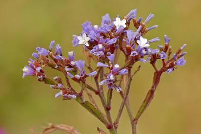 Fotografia da espécie Limonium sinuatum