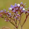 Fotografia 9 da espécie Limonium sinuatum do Jardim Botânico UTAD