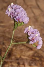 Fotografia da espécie Limonium sinuatum