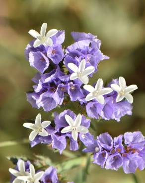 Fotografia 11 da espécie Limonium sinuatum no Jardim Botânico UTAD