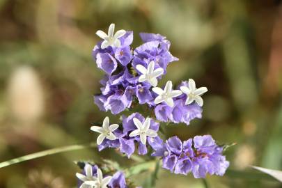 Fotografia da espécie Limonium sinuatum