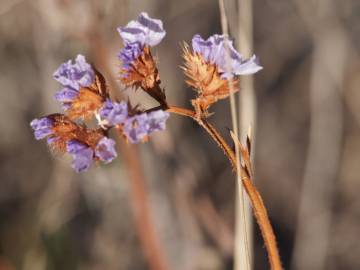 Fotografia da espécie Limonium sinuatum