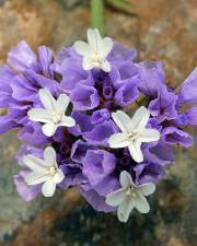 Fotografia da espécie Limonium sinuatum