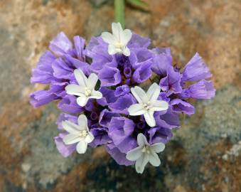 Fotografia da espécie Limonium sinuatum