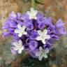 Fotografia 1 da espécie Limonium sinuatum do Jardim Botânico UTAD