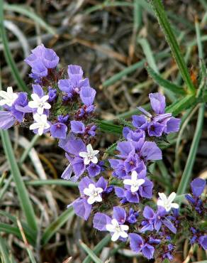 Fotografia 13 da espécie Limonium sinuatum no Jardim Botânico UTAD