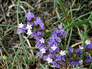 Fotografia da espécie Limonium sinuatum