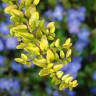 Fotografia 8 da espécie Lonicera nitida do Jardim Botânico UTAD