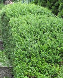 Fotografia da espécie Lonicera nitida
