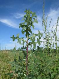 Fotografia da espécie Lactuca serriola for. integrifolia