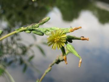 Fotografia da espécie Lactuca serriola for. integrifolia