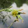 Fotografia 11 da espécie Lactuca serriola for. integrifolia do Jardim Botânico UTAD