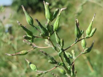 Fotografia da espécie Lactuca serriola for. integrifolia