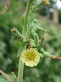 Fotografia da espécie Lactuca serriola for. integrifolia