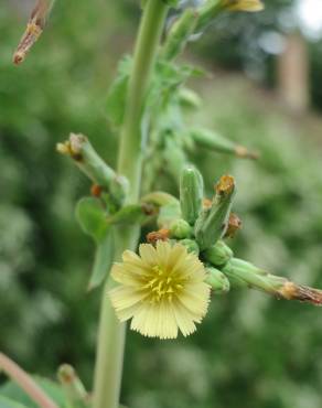 Fotografia 16 da espécie Lactuca serriola for. integrifolia no Jardim Botânico UTAD