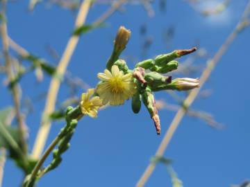 Fotografia da espécie Lactuca serriola for. integrifolia