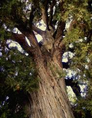 Juniperus thurifera