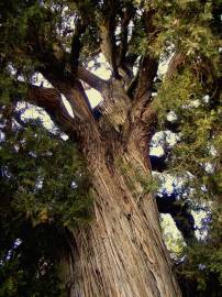 Fotografia da espécie Juniperus thurifera