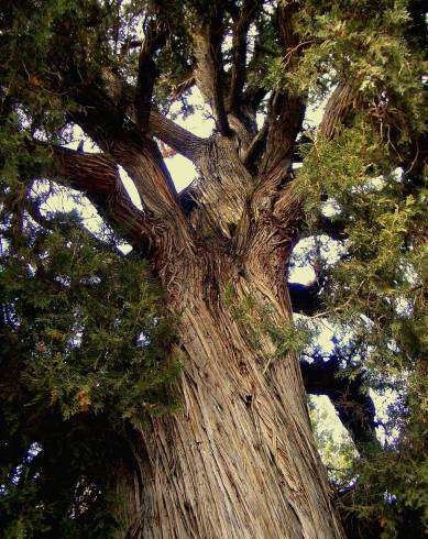 Fotografia de capa Juniperus thurifera - do Jardim Botânico