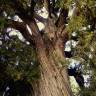 Fotografia 1 da espécie Juniperus thurifera do Jardim Botânico UTAD