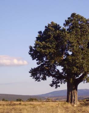 Fotografia 11 da espécie Juniperus thurifera no Jardim Botânico UTAD