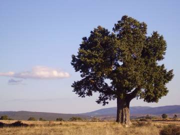 Fotografia da espécie Juniperus thurifera