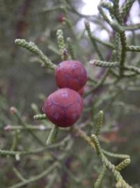 Fotografia da espécie Juniperus thurifera