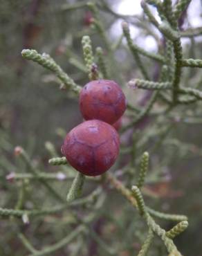 Fotografia 12 da espécie Juniperus thurifera no Jardim Botânico UTAD