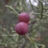 Fotografia 12 da espécie Juniperus thurifera do Jardim Botânico UTAD