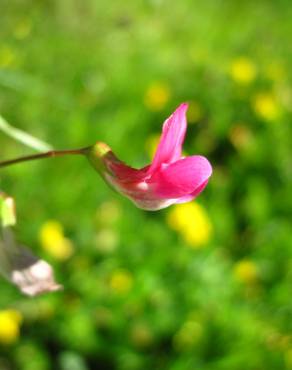 Fotografia 10 da espécie Lathyrus nissolia no Jardim Botânico UTAD