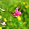 Fotografia 10 da espécie Lathyrus nissolia do Jardim Botânico UTAD