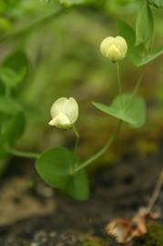 Fotografia da espécie Lathyrus aphaca