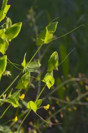 Fotografia da espécie Lathyrus aphaca