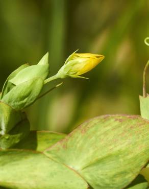 Fotografia 11 da espécie Lathyrus aphaca no Jardim Botânico UTAD