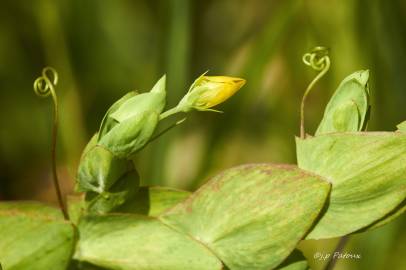 Fotografia da espécie Lathyrus aphaca