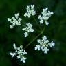 Fotografia 8 da espécie Torilis japonica do Jardim Botânico UTAD