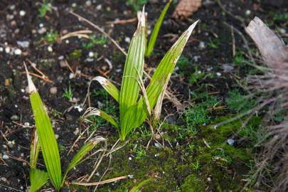 Fotografia da espécie Trachycarpus fortunei