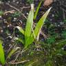 Fotografia 10 da espécie Trachycarpus fortunei do Jardim Botânico UTAD