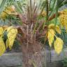 Fotografia 11 da espécie Trachycarpus fortunei do Jardim Botânico UTAD