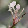 Fotografia 8 da espécie Trachelospermum jasminoides do Jardim Botânico UTAD