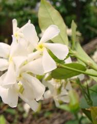 Trachelospermum jasminoides