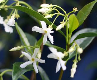 Fotografia da espécie Trachelospermum jasminoides