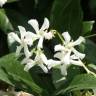 Fotografia 10 da espécie Trachelospermum jasminoides do Jardim Botânico UTAD