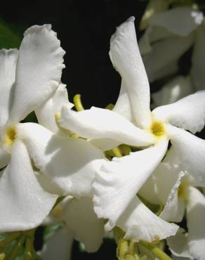 Fotografia 11 da espécie Trachelospermum jasminoides no Jardim Botânico UTAD