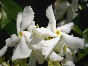 Fotografia da espécie Trachelospermum jasminoides